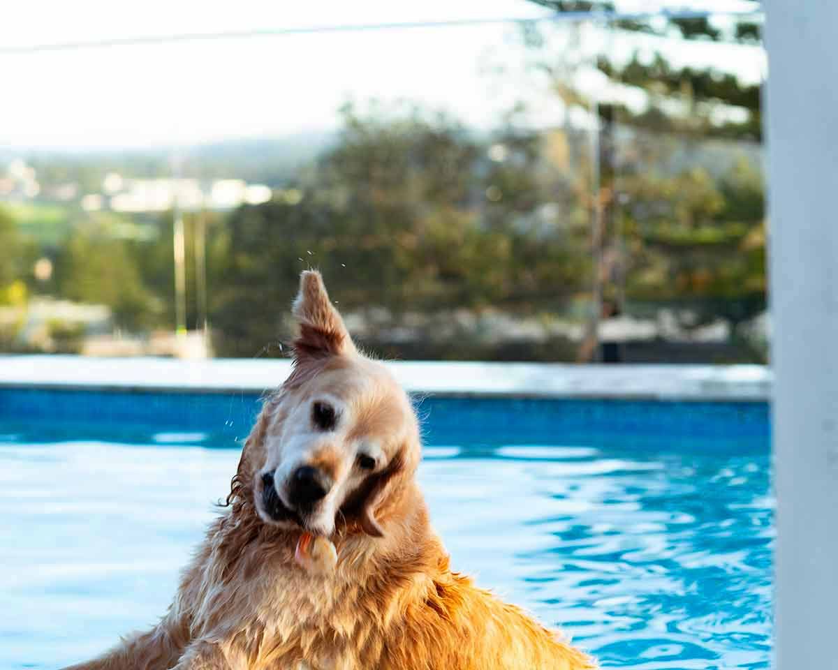 Tuna Carpaccio Dozer