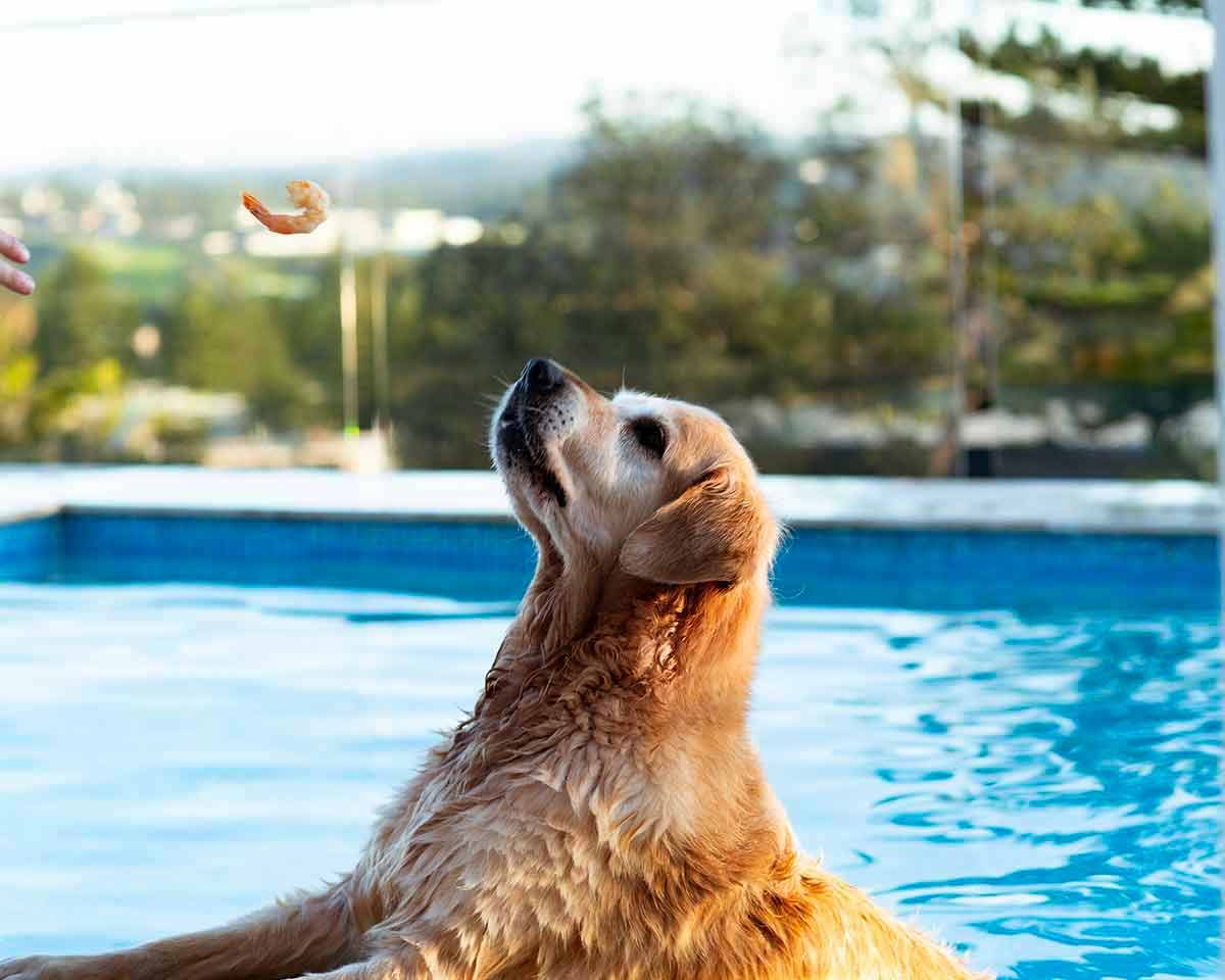 Tuna Carpaccio Dozer