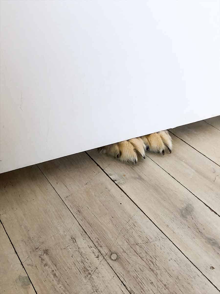 Dozer the golden retriever dog paws under door