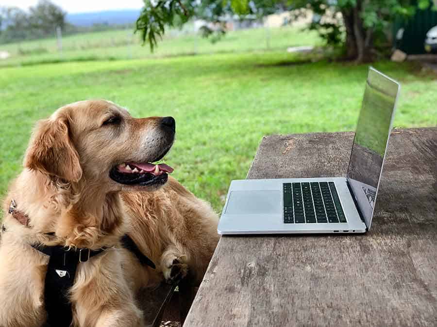 Dozer the golden retriever dog watching a video
