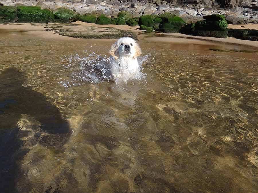 Dozer golden retriever dog for the first time in water