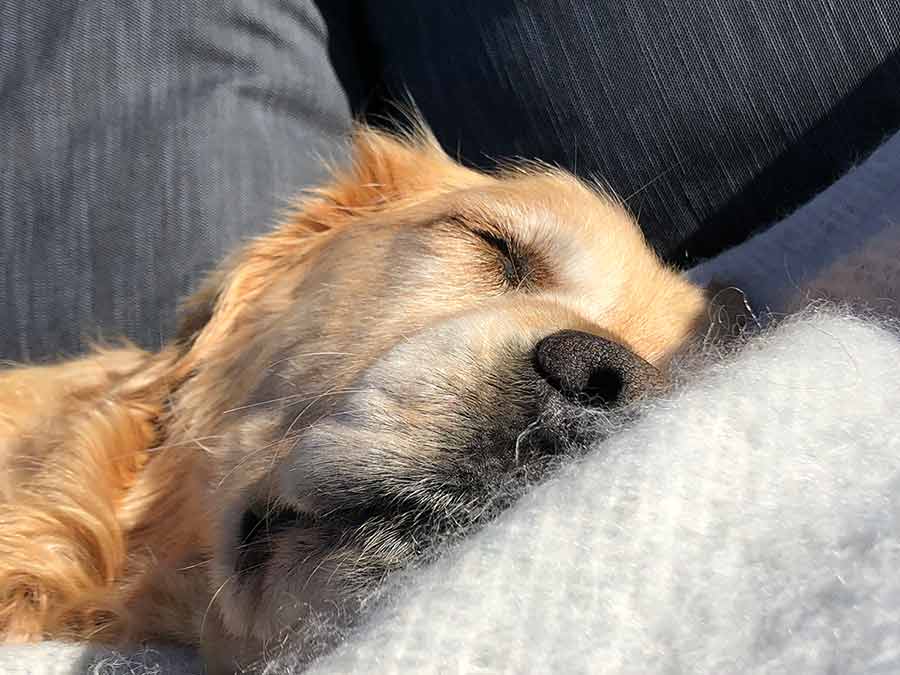 Dozer golden retriever dog sleeping on cashmere blanket