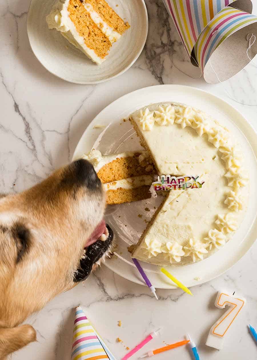 Dozer golden retriever dog photo bombing photo shoot of dog cake