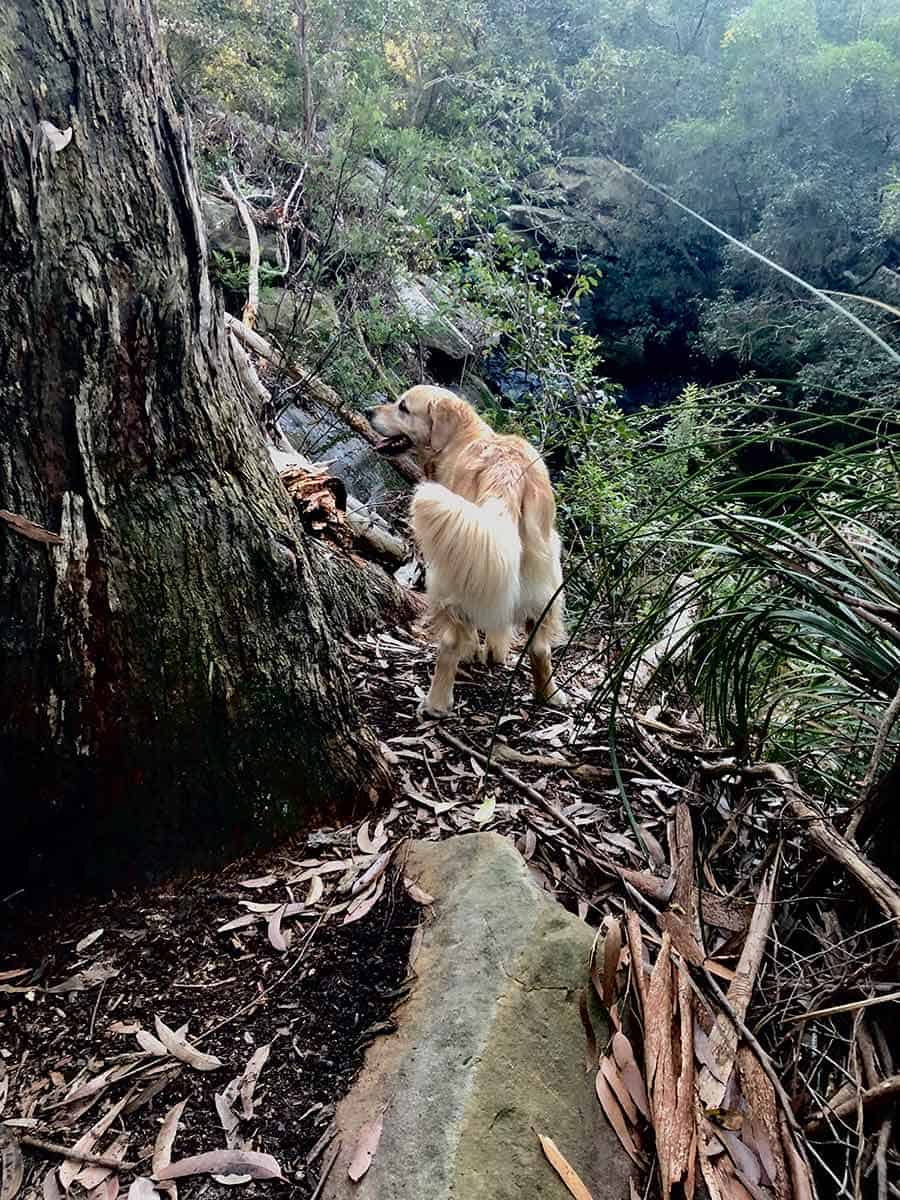Dozer the golden retriever dog looking out over waterfall July 2019