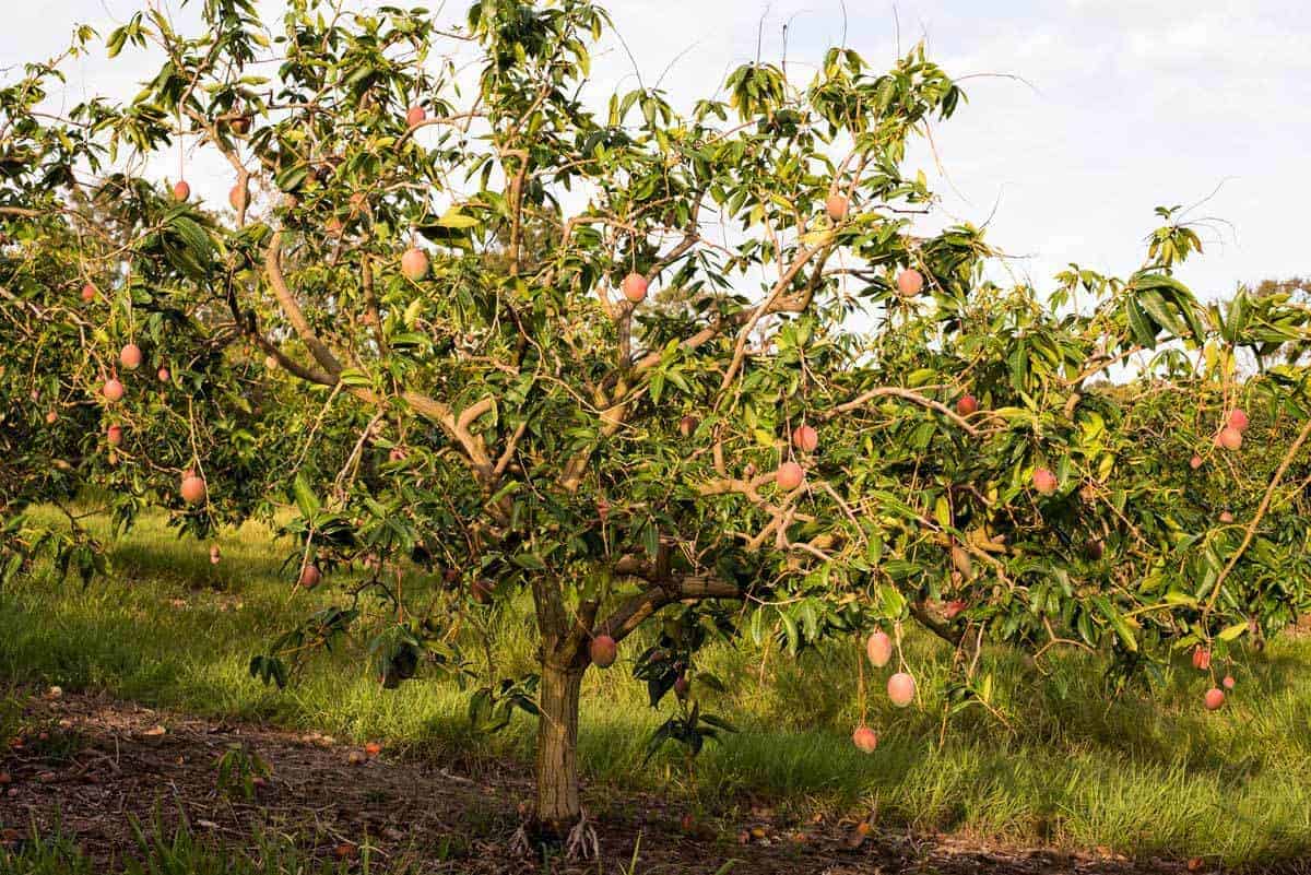 Mango trees on Groves Grown Tropical Fruits farm