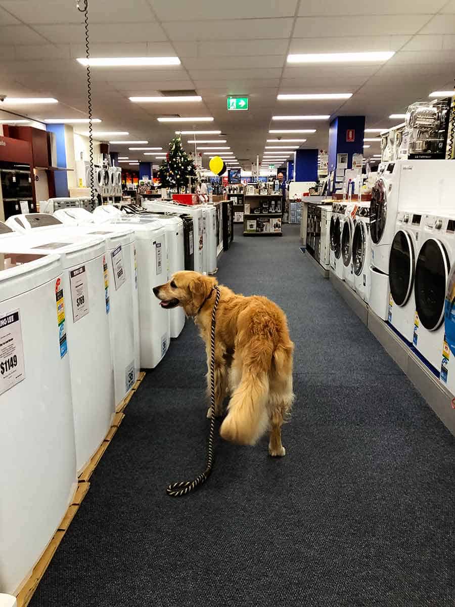 Dozer the golden retriever buying washing machine