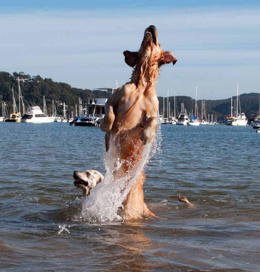 Dozer the golden retriever jumping for sand at Bayview Sydney