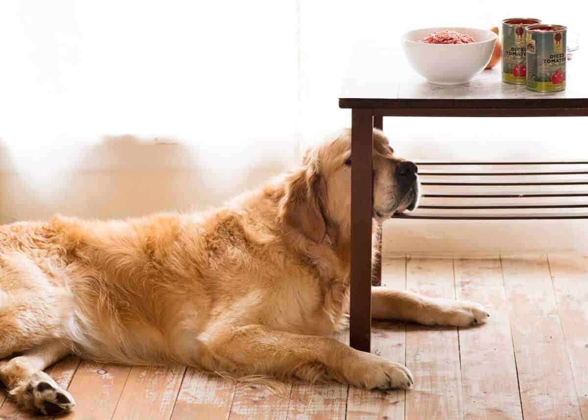 Dozer the golden retriever dog takes care of the chili ingredients