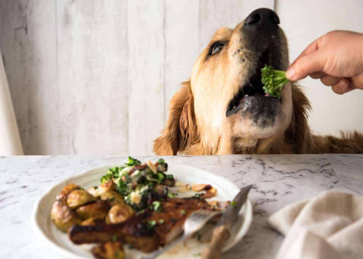 Dozer golden retriever dog eating broccoli