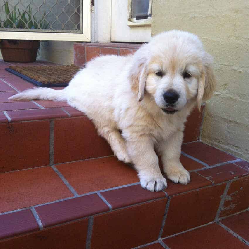 Dozer the golden retriever as a puppy when he couldn't make it down stairs