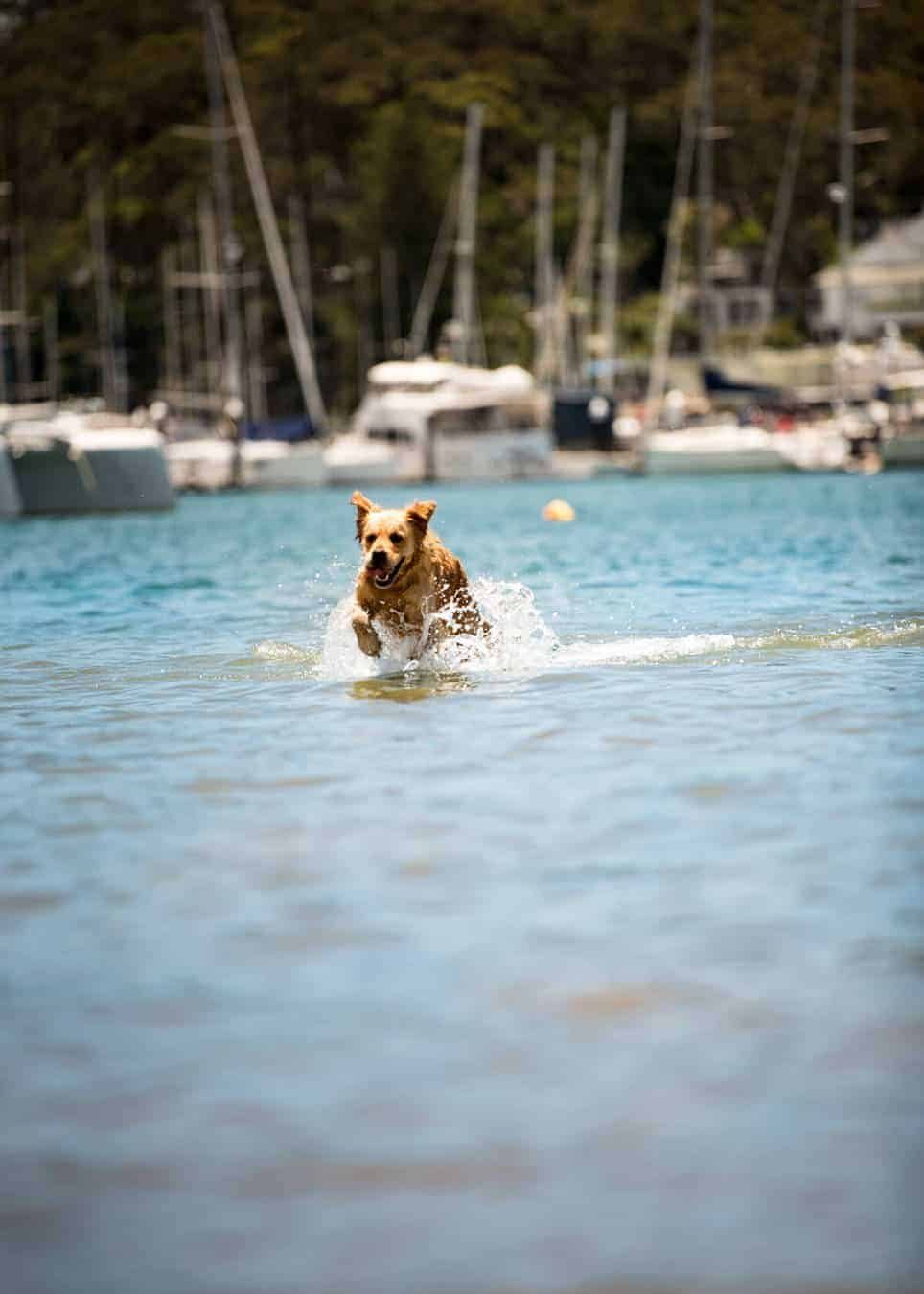Sticky Chicken Drumsticks in Chinese Plum Sauce RecipeTin Eats