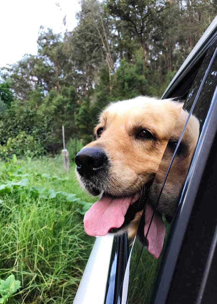 Dozer the golden retriever on the way to camping