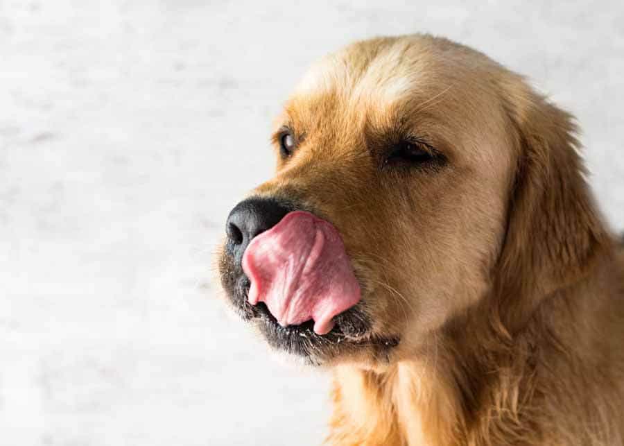 Dozer the golden retriever licking his lips at the sight of tasty food