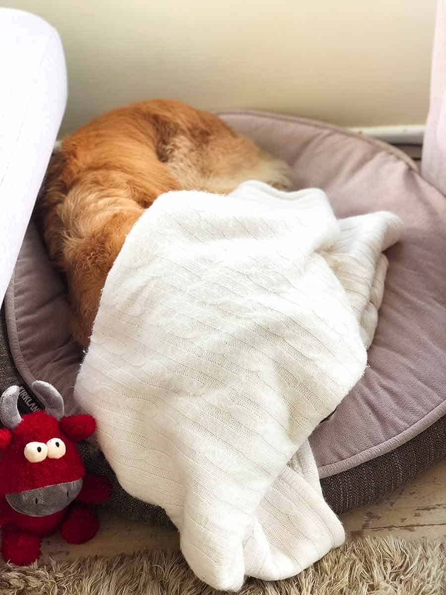 Dozer hiding under blanket