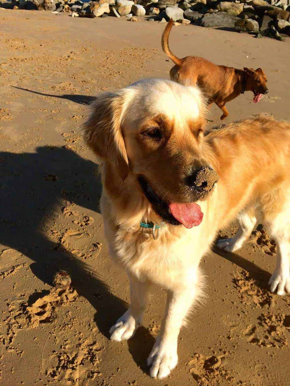 Dozer the golden retriever on the sand at the beach with sand on his wet nose.