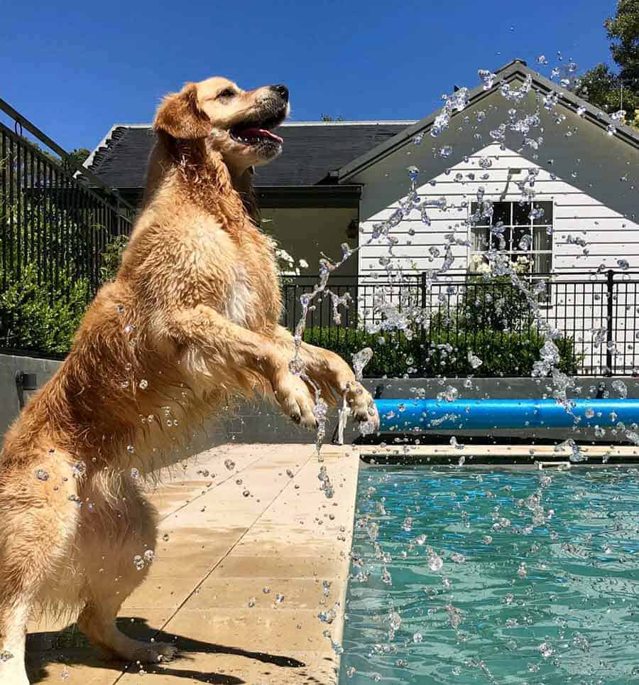 Dozer the golden retriever dog trying to catch water from the swimming pool