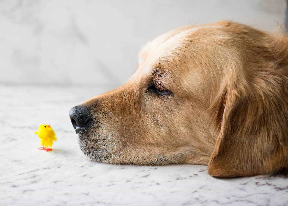 Cute Golden Retriever with head on white table with tiny toy fluffy yellow chick right in front of his nose.