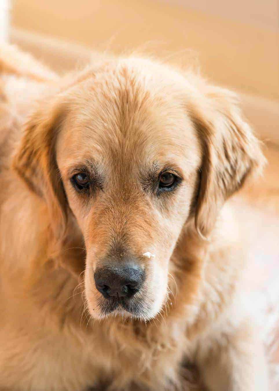 Dozer the golden retriever dog with cream or yogurt on his nose