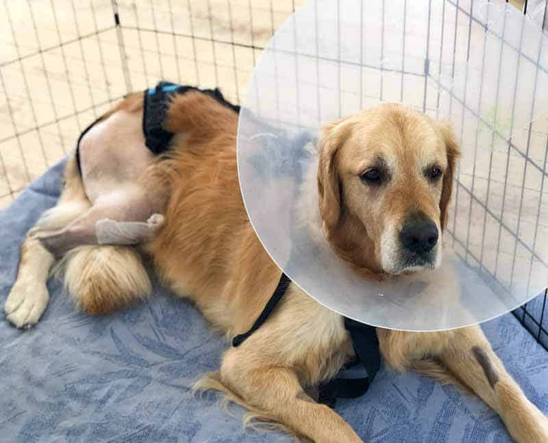 Dozer the Golden Retriever recovering from ACL surgery with cone of shame 