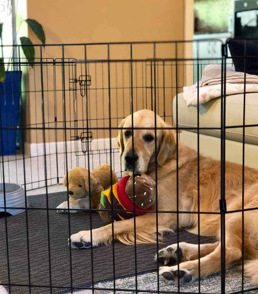 Dozer the golden retriever inside a pet play pen, on strict rest to heal ruptured ACL.