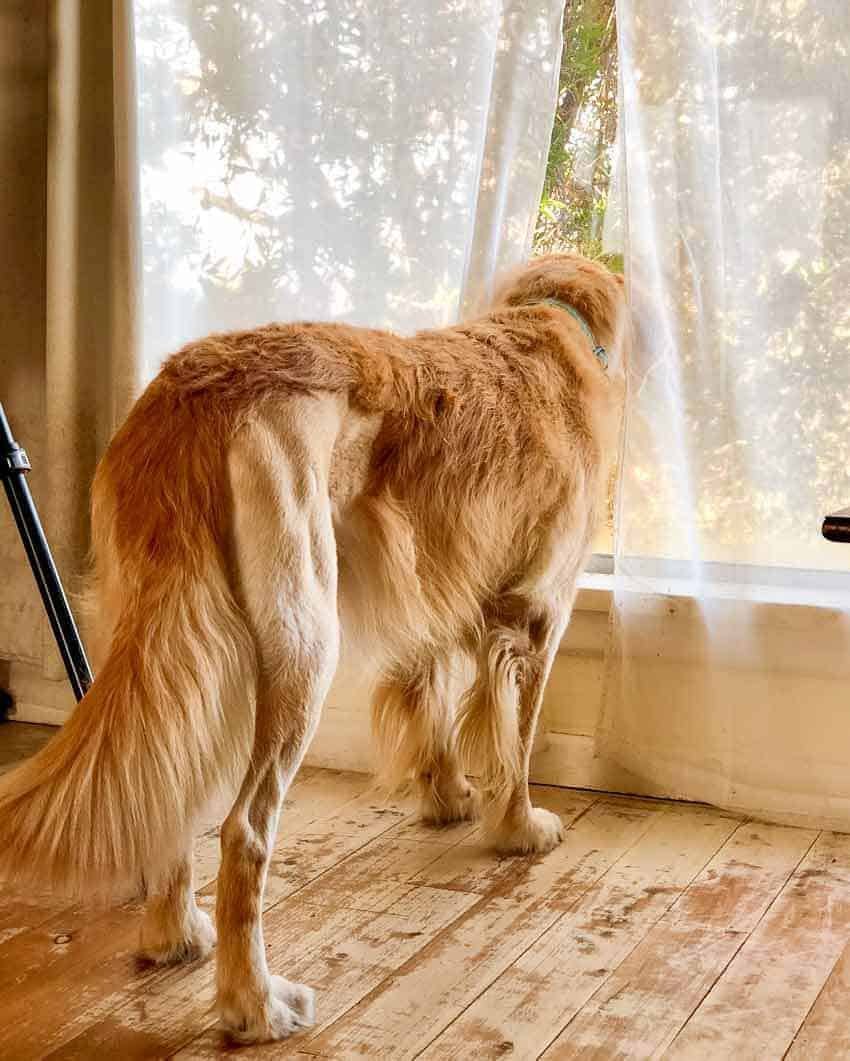Dozer the golden retriever recovering after ACL surgery, peering out the window