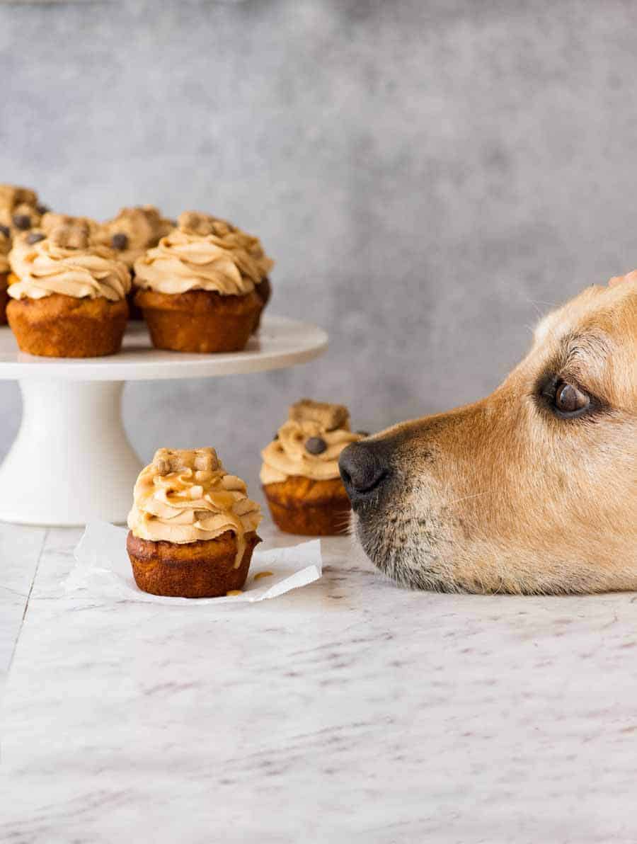 Dozer the golden retriever eyeing off doggy cupcakes - for RSPCA Cupcake Day
