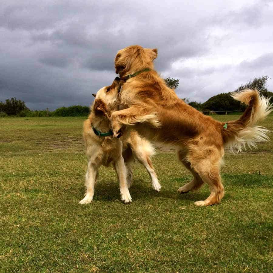 Dozer the golden retriever dog playing with looming storm