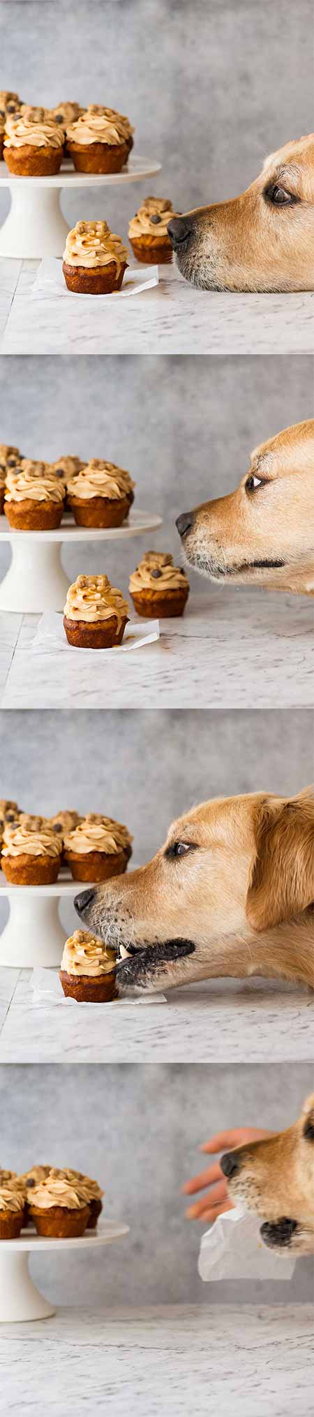 Dozer the golden retriever dog diving for cupcakes - RSCPA Cupcake Day 2018