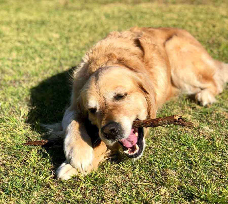 Dozer the golden retriever dog eating a stick instead of chasing it