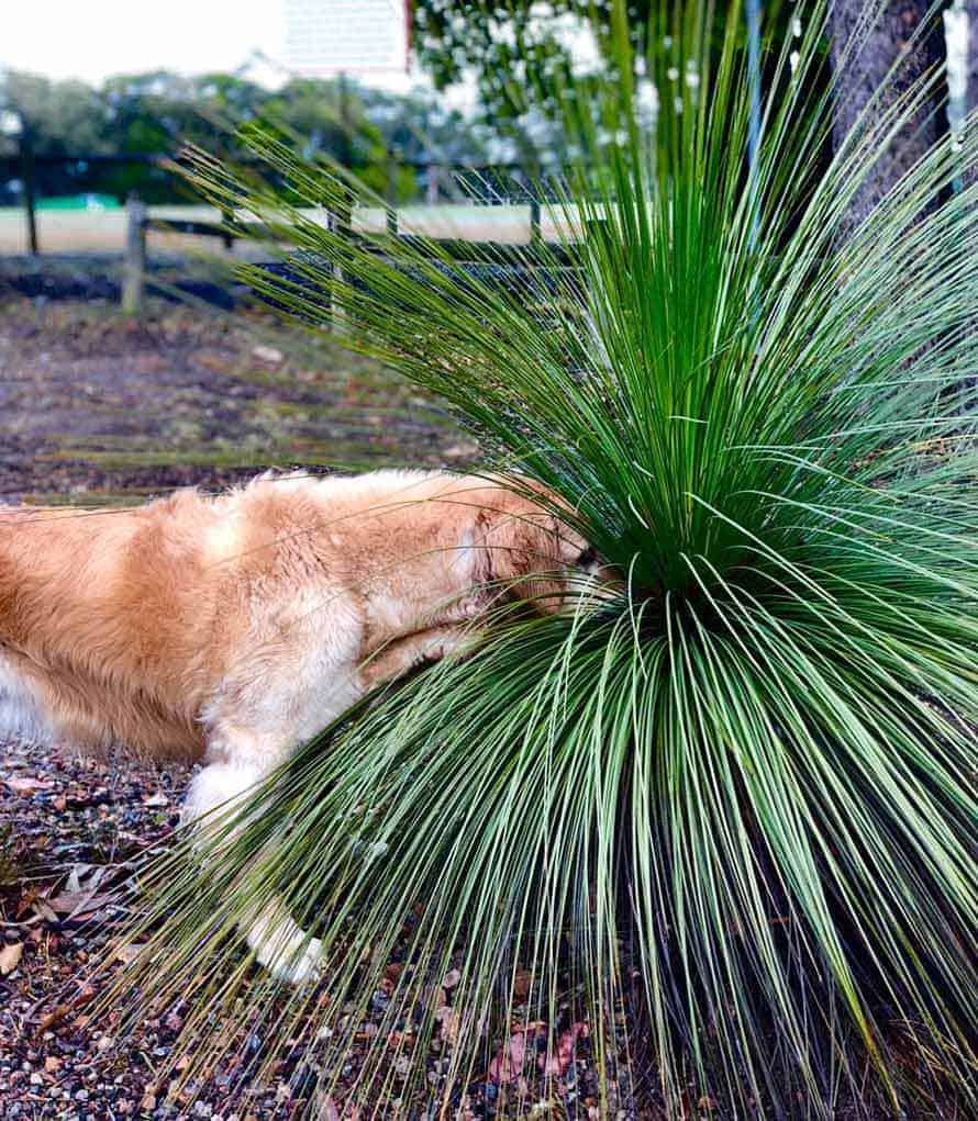 Dozer the golden retriever dog sticking head into prickly bush