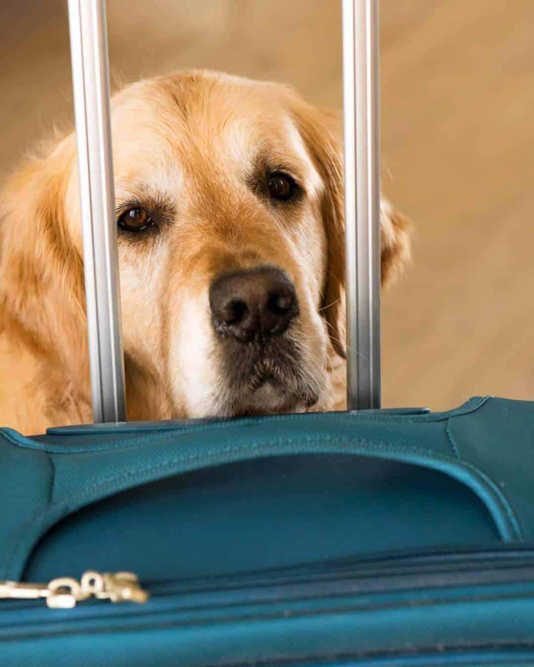 Dozer the golden retriever dog concerned at the sight of a suitcase