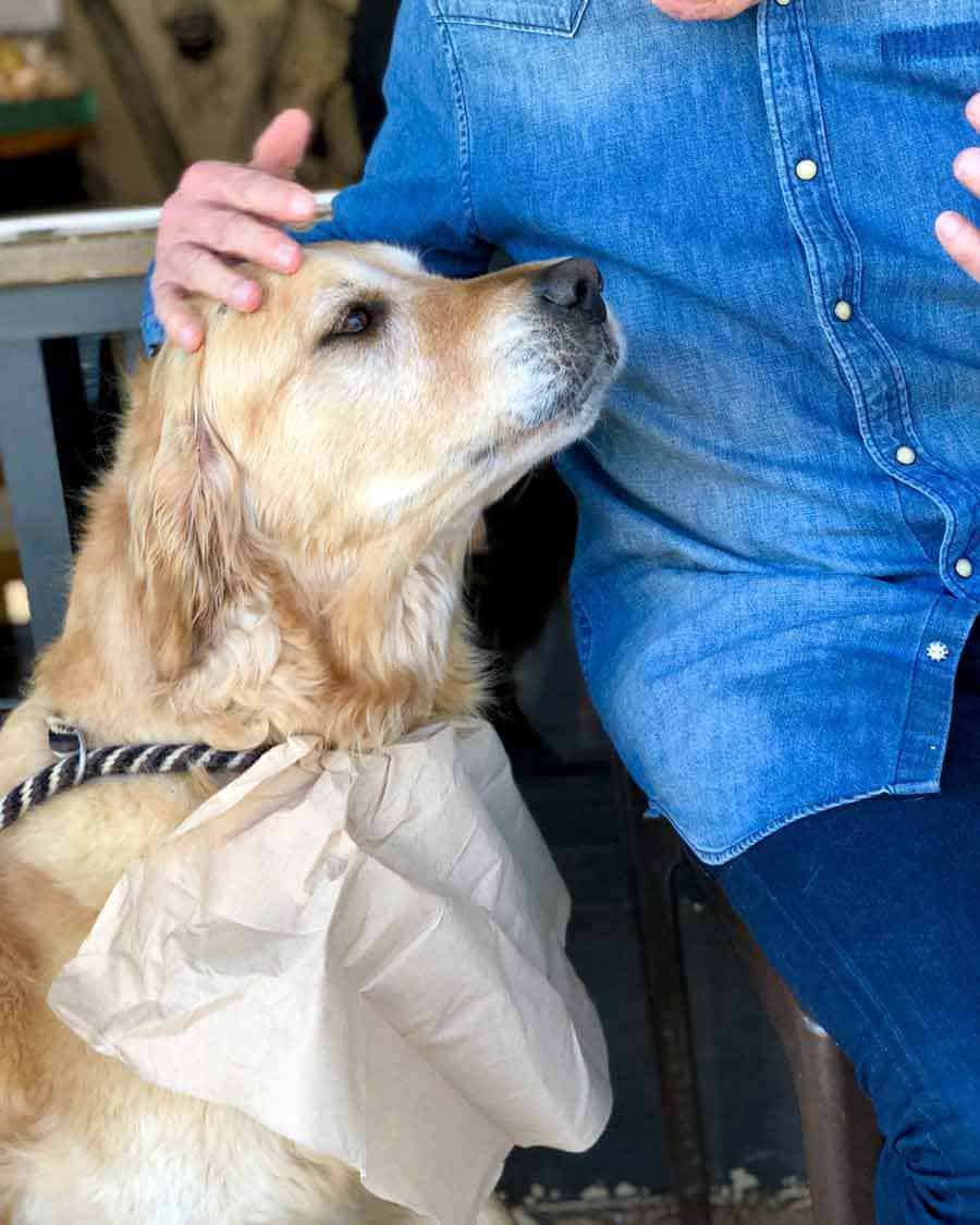 Dozer the golden retriever getting pats at the coffee shop