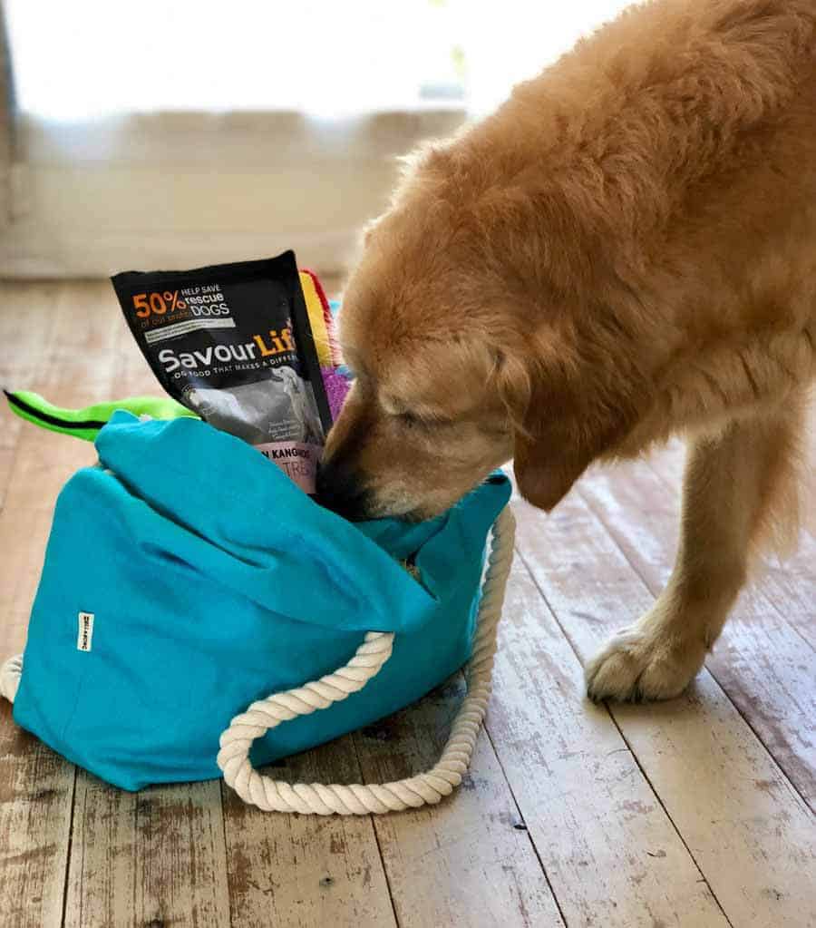 Dozer the golden retriever dog inspecting his weekend away bag
