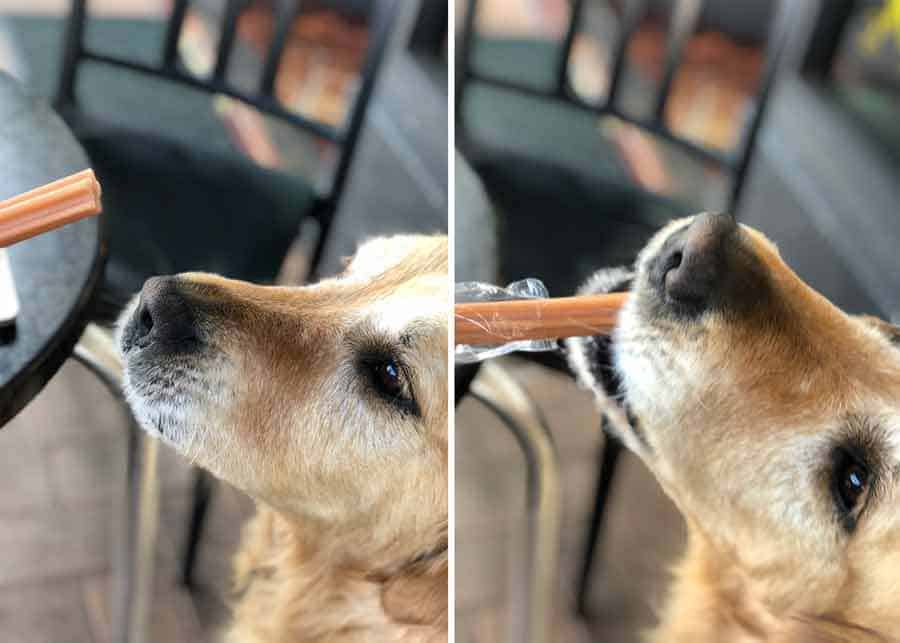 Dozer the golden retriever dog eating a vegan dog treat
