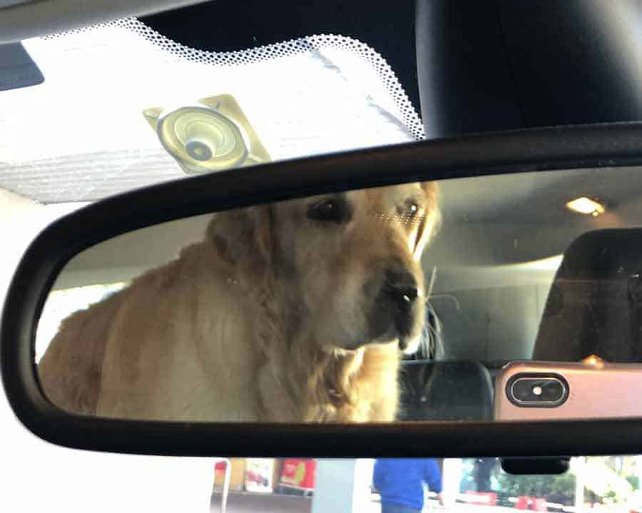 Dozer golden retriever dog in car blocking rear vision