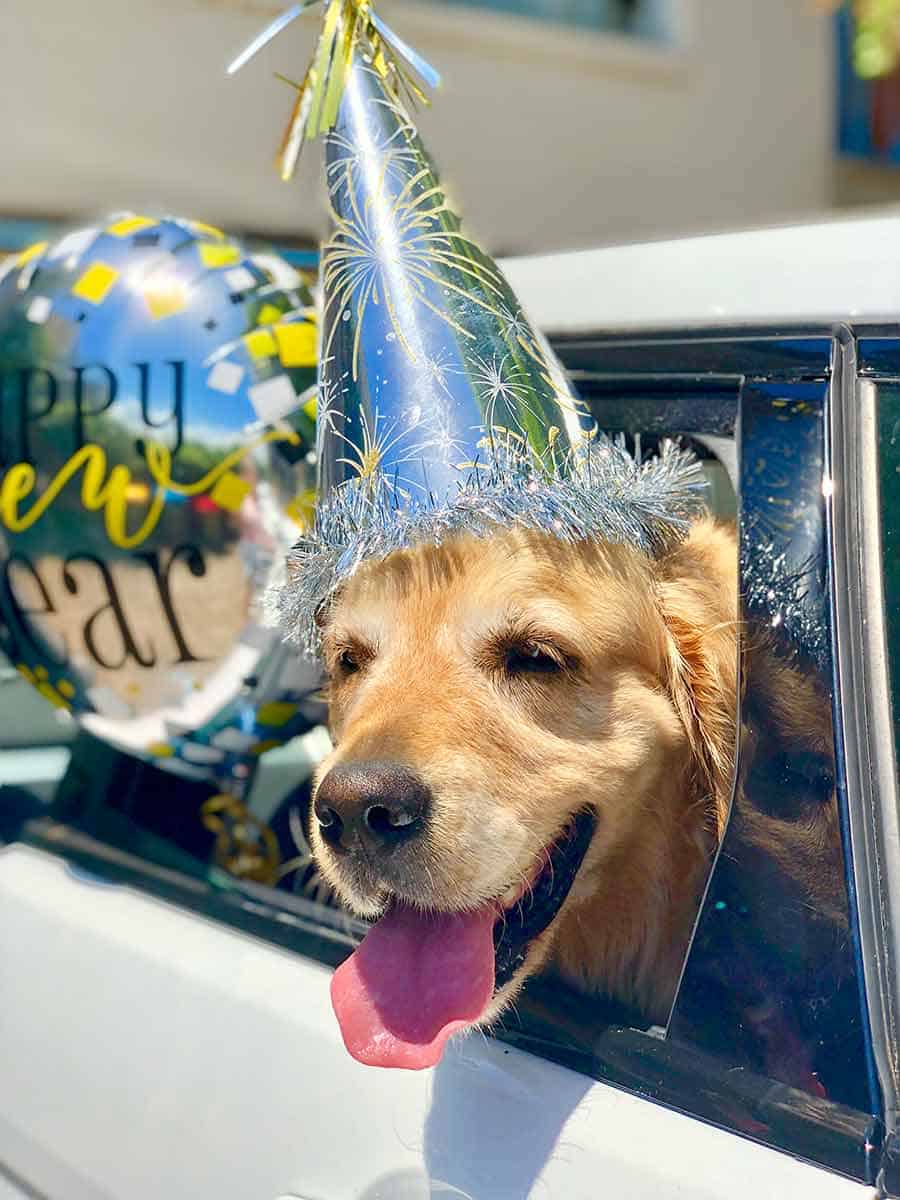 Dozer the golden retriever dog New Year 2018
