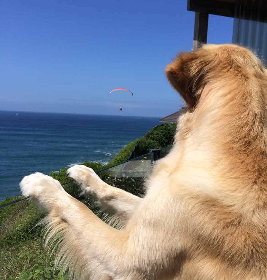 Dozer the golden retriever dog going bonkers over hang gliders
