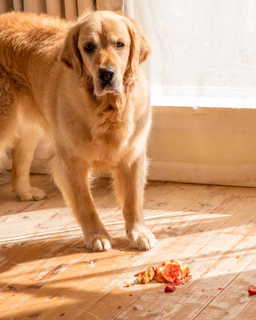 Dozer the golden retriever dog disbelieving that Strawberry Cheesecake dropped on the floor...