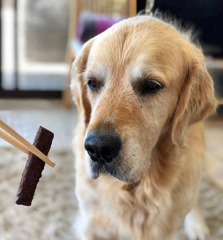 Giving Dozer the golden retriever dog treat with chopsticks