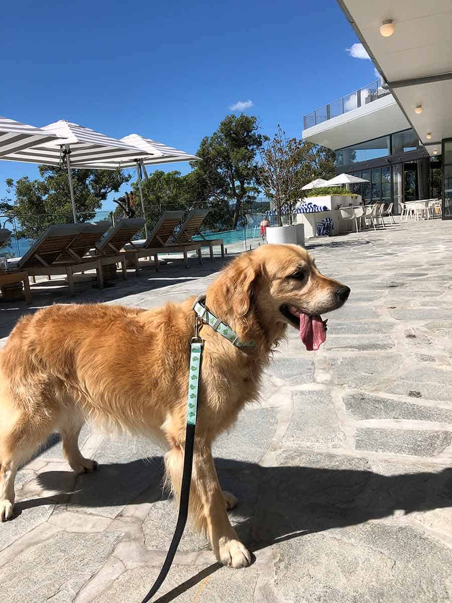 Dozer golden retriever dog Bannisters Port Stephens - dog friendly hotel