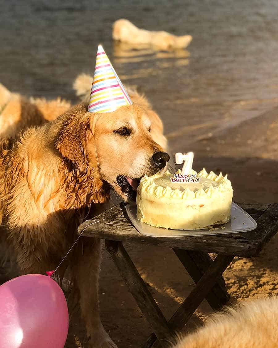 Dozer birthday party - dog cake - Bayview