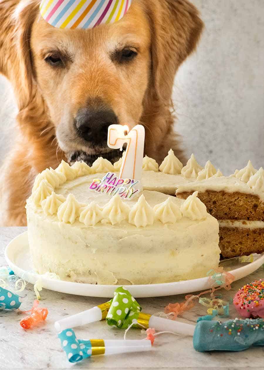 Dog Cake recipe for Dozer's birthday!