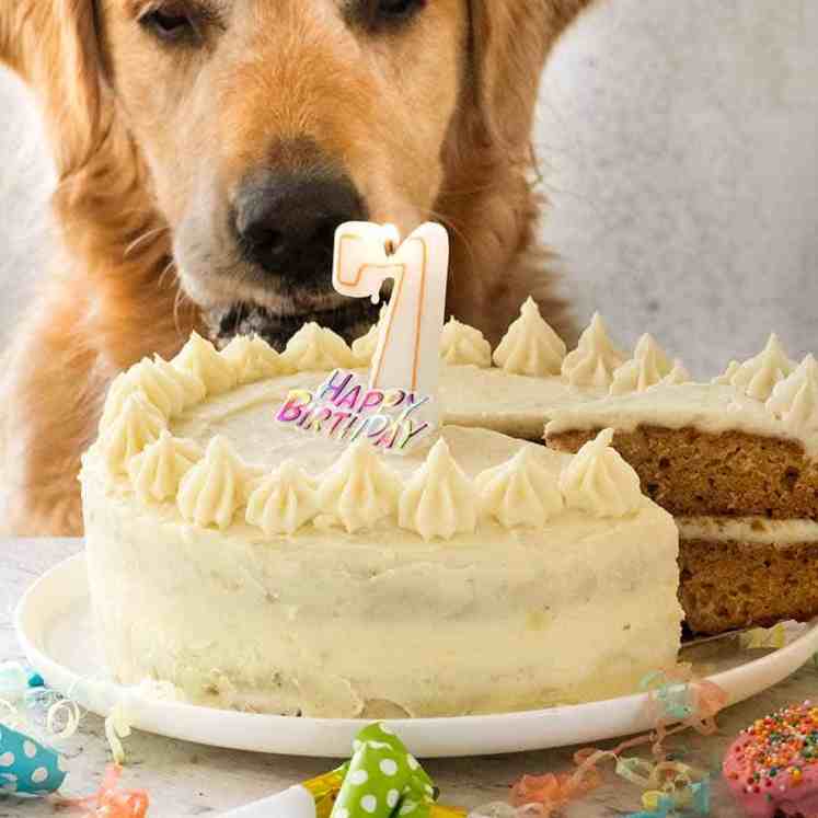 Dozer the golden retriever looking at his Dog cake recipe