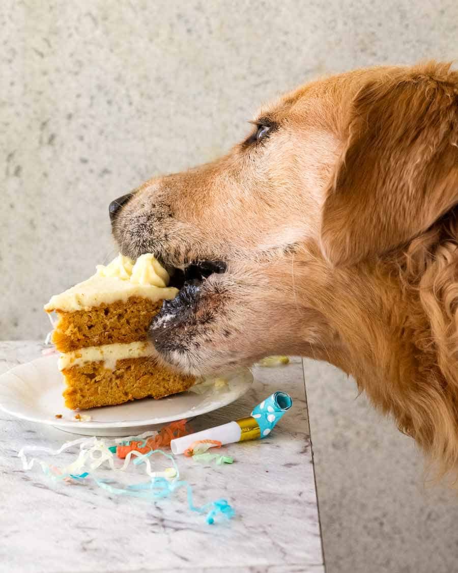 Dozer eating dog birthday cake