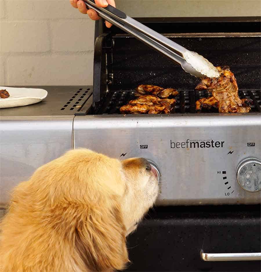 Dozer the golden retriever dog watching chicken being grilled