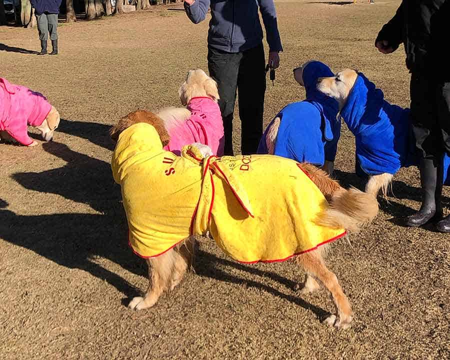 Dozer golden retriever dog with Surf Australia robe