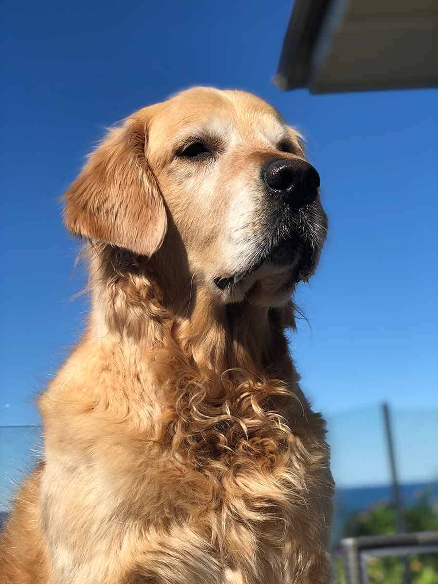 Dozer the golden retriever dog sitting on Day Bed