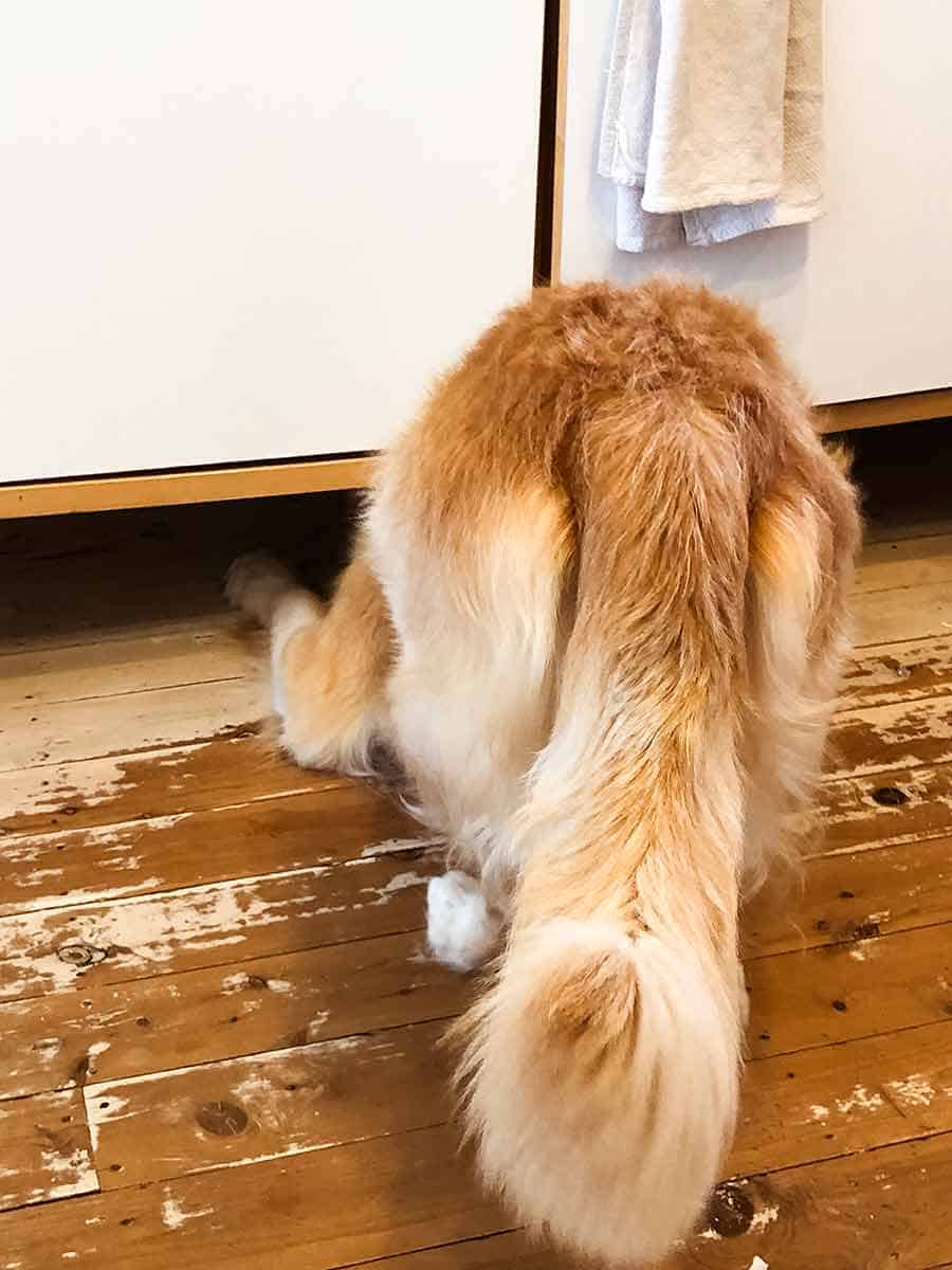 Fully grown Dozer can't get under kitchen cabinet