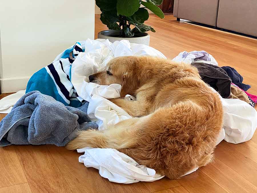 Dozer lying on pile of laundry