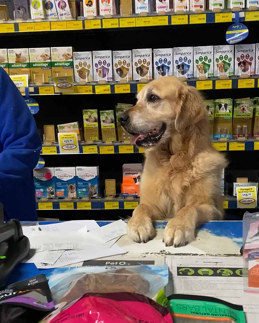 Dozer serving customers at the pet shop